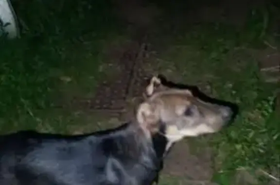 Собаки потеряшки, Оренбург, фото: Потеряшка собака, ул. Мичурина 16, Оренбург