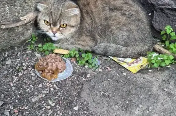 Кошка найдена: Красногвардейский бул., 21