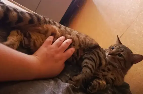 Кошки потеряшки, Ижевск, фото: Потеряшка кошка, ул. Коммунаров, 192