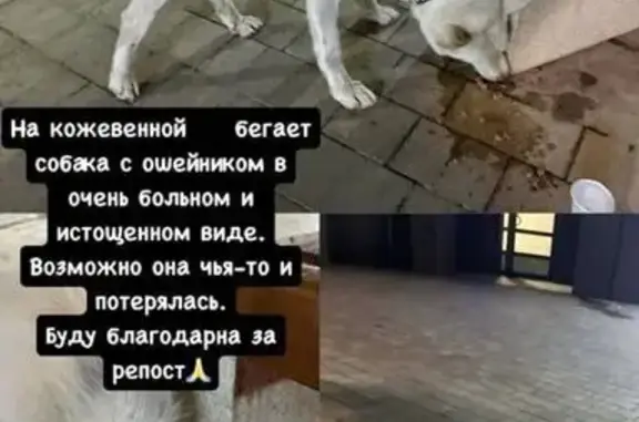Пропала собака, видели на Кожевенной, 10