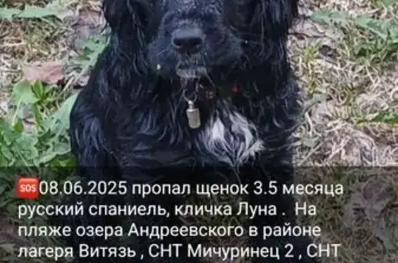 Пропала собака, ул. Гафиятуллина, Андреевский