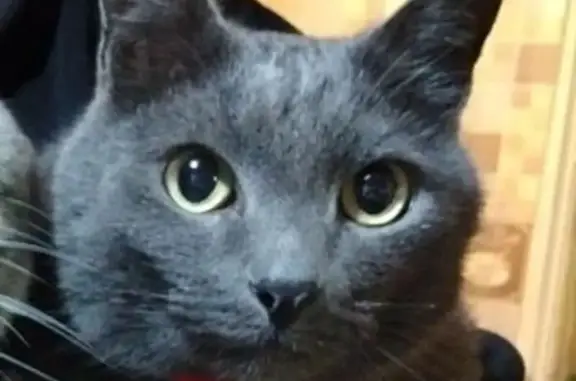 Кошки потеряшки, Лысьва, фото: Потеряшка кошка, Сухая ул., 26, Лысьва