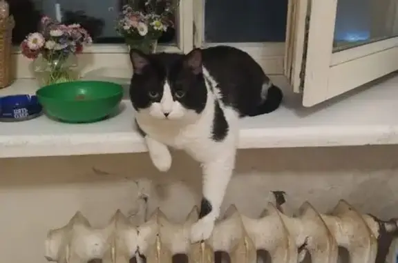 Кошки потеряшки, Новосибирск, фото: Потеряшка кошка, Вертковская 24, НСК