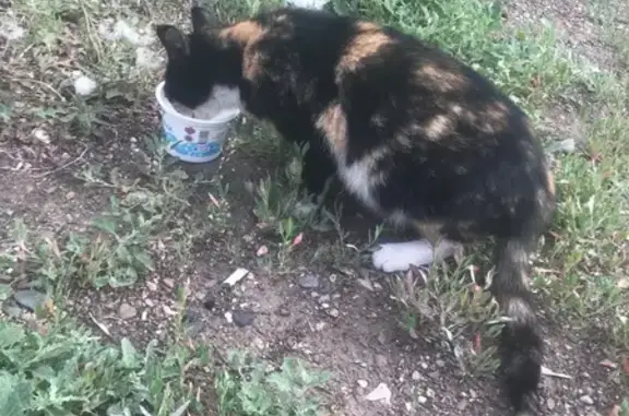 Кошка найдена, пр. Коростелёвых, Оренбург