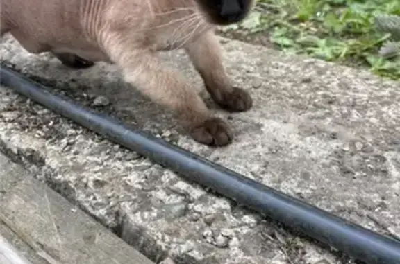 Кошки потеряшки, Дивногорск, фото: Потеряшка кошка, Сосновая 19, Дивногорск