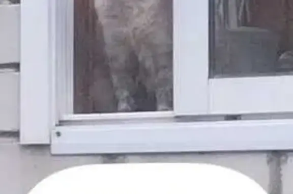 Пропала кошка Сима, Октябрьская 51, Рязань