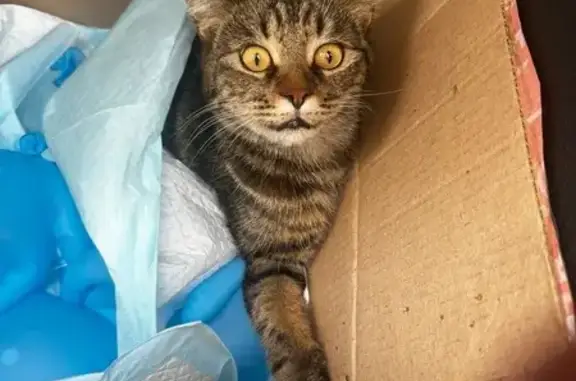 Найденные животные Ростов-на-Дону, фото: Кошка найдена: Новая ул., 5, Ростов-на-Дону