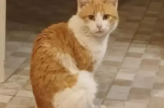 Пропала кошка, ул. Чернышевского, 28