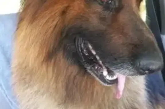 Найдена собака на Полярной улице, Хабаровск