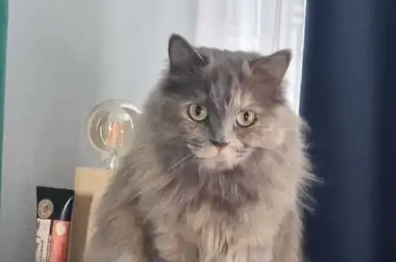 Кошки потеряшки, Верхняя Салда, фото: Потеряшка кошка в районе СНТ Строитель 1