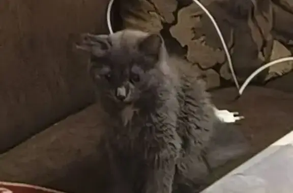Пропала кошка, Взлётный пр., 4, Сургут