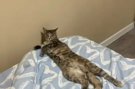 Кошки потеряшки, Воскресенка, фото: Потеряшка кошка, Приозёрная 94А, Воскресенка
