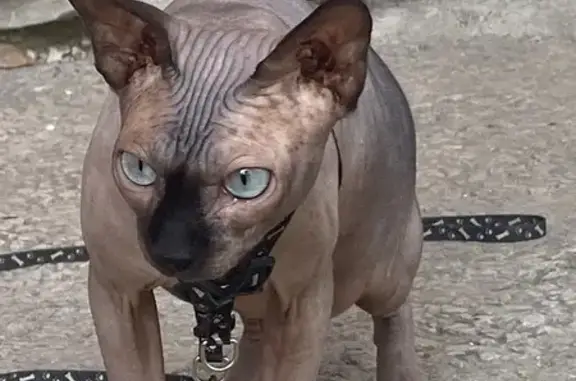 Кошки потеряшки, Луганск, фото: Потеряшка кошка, Советская 92а, Луганск