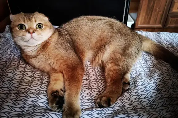 Пропала кошка, Поярково, МО