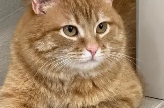 Кошки потеряшки, Уфа, фото: Потеряшка рыжий кот, Уфа, ул. Биишевой, 21
