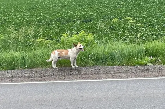 Найдена собака, Подлубовский сельсовет, фото: Собака найдена: Подлубовский с/с, Башкортостан