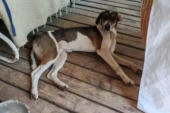 Гончья найдена на Большой улице, Поварёнки