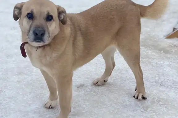 Собака найдена: Моховая ул., Москва