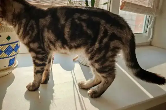 Найдена кошка, Волочаевская 21, Тюмень