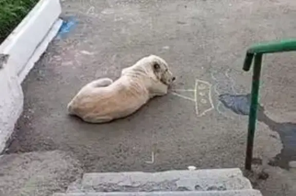 Собака найдена: пер. Гастелло 4/1, Бийск