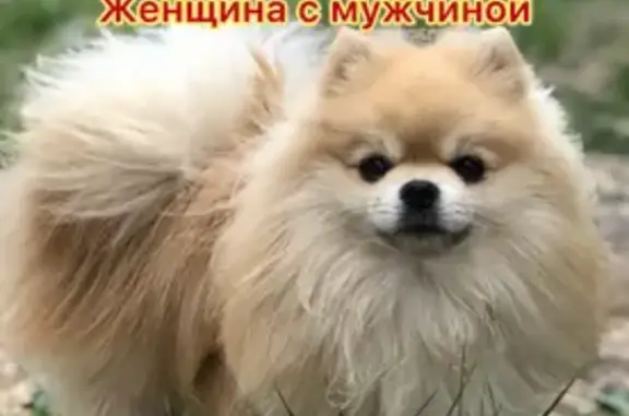 Собаки потеряшки, Чита, фото: Потеряшка собака, Новозаводская 33, Чита
