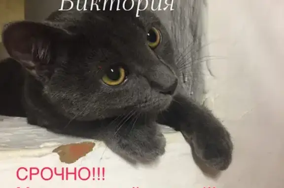 Пропала кошка, А-123, Приводино