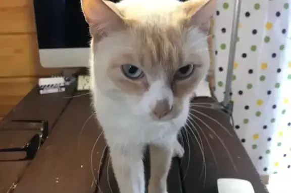 Пропала кошка, Тюменская область - photo