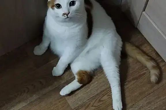 Кошки потеряшки, Муравленко, фото: Потеряшка кошка, Пионерская 28, Муравленко