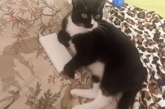 Кошки потеряшки, Челябинск, фото: Потеряшка кошка, ул. Марченко, 15В