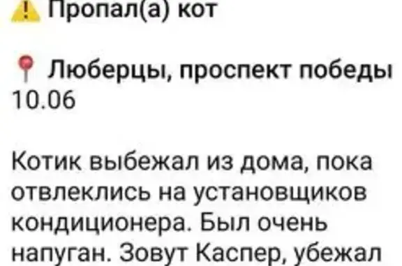 Пропала кошка, пр-т Победы 6, Люберцы