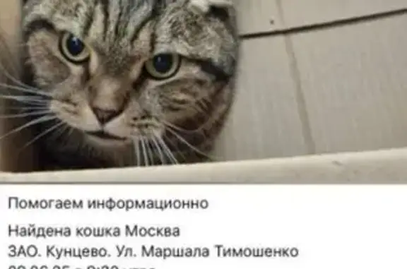 Найденные животные Москва, фото: Вислоухая кошка найдена: Рублёвское ш.