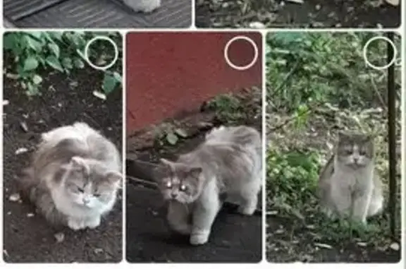 Найденные животные Москва, фото: Найдена кошка, Сормовская ул. 3к1, Москва