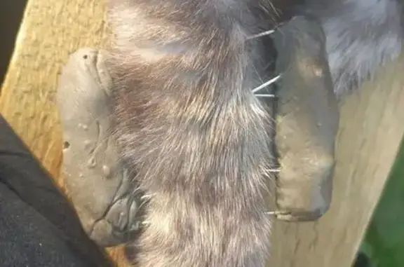 Кошка найдена: ул. Подзеленье, 3, Ярославль