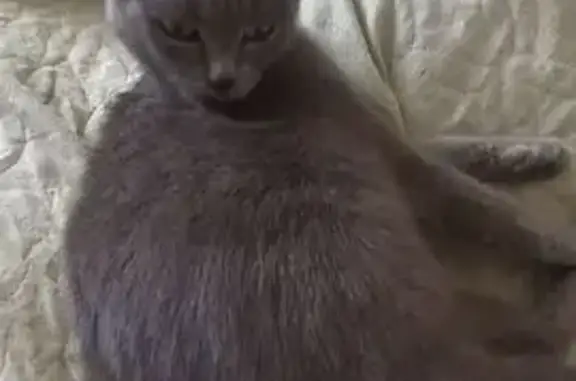 Кошки потеряшки, , фото: Потеряшка кошка, Урай, Белое пятнышко