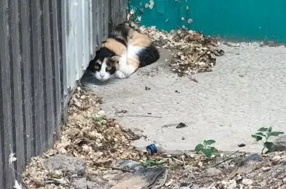 Кошка найдена на Звёздной, 5, Астрахань