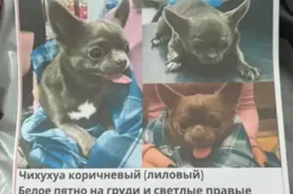 Найдена собака, Москва, фото: Чихуахуа найден: Васянь, Москва