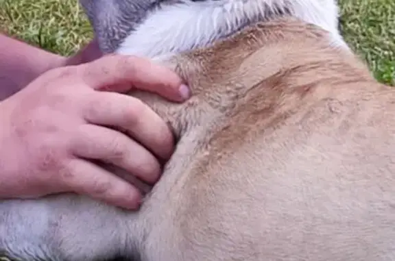 Собаки потеряшки, Пермский край, фото: Потеряшка собака, Южная ул., Пермский край