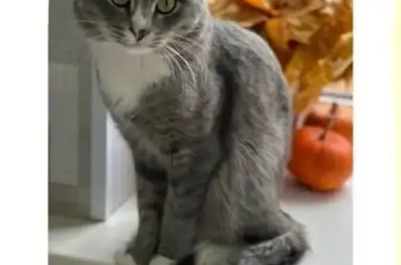 Потерянные животные Оренбург, фото: Пропал кот, Луговая 85, Оренбург