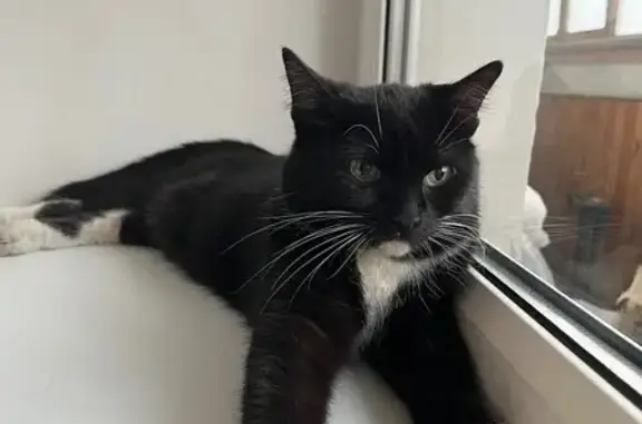 Найдена кошка, Казань, фото: Найдена кошка на Горсоветской 10, Казань