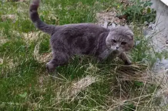 Найдена кошка, Монетный, фото: Кошка найдена на ул. Попова, Монетный