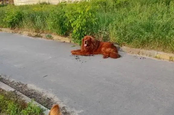 Найдена собака, Нижний Новгород, фото: Найдена собака, Ярославская 8А, НН