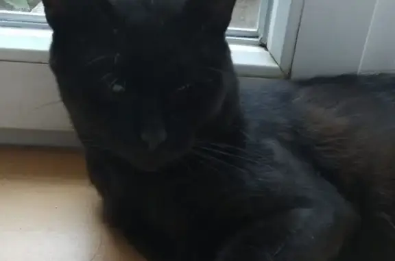 Пропал чёрный котик, ул. Чапаева, 37