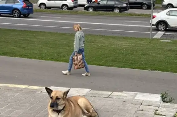 Найдена собака, Москва, фото: Собака найдена на ул. Паустовского, Москва