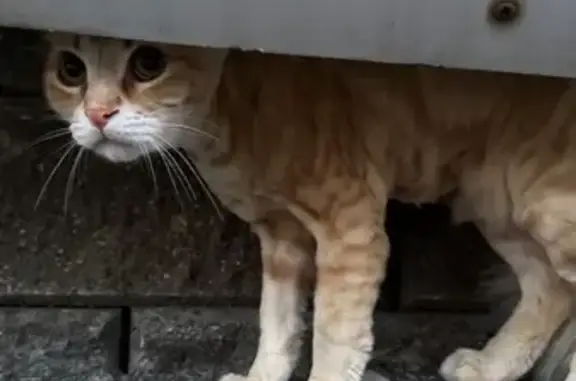 Кошка найдена, Международная ул., 12