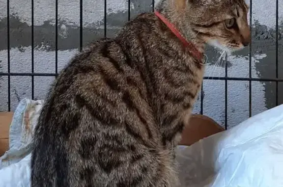 Найдена кошка, Липецк, фото: Кошка найдена на пл. Космонавтов, Липецк