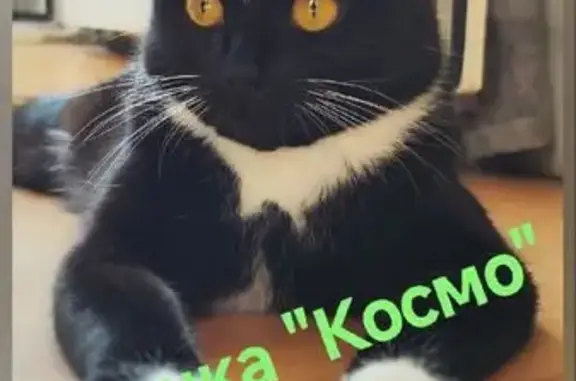 Кошки потеряшки, Жуковский, фото: Потеряшка кошка, ул. Жуковского, Жуковский