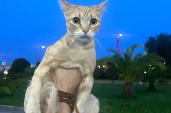 Найдена кошка, Сириус, фото: Кошка найдена: Международная ул, 12