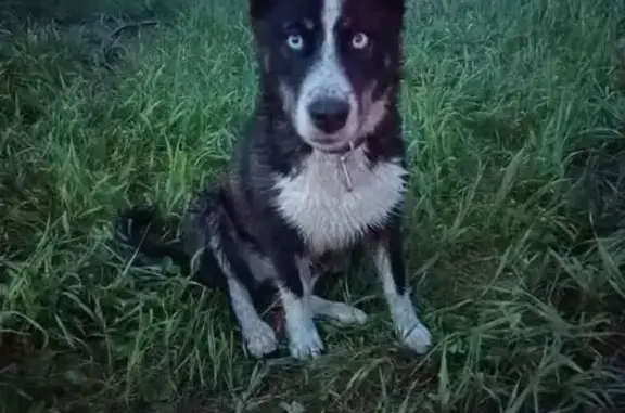Собаки потеряшки, Емельяново, фото: Потеряшка собака, Емельяново, 04К-289