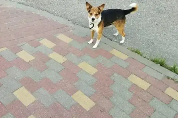 Собака найдена, ул. Карамзина, Калининград