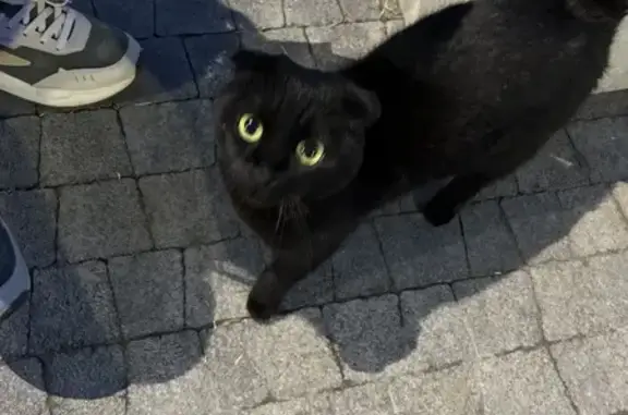 Кошка найдена на ул. Николая Ершова, Казань